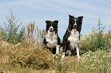 BORDER COLLIE 442